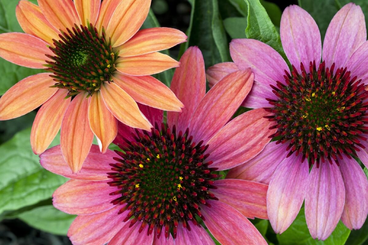 Cheyenne Spirit Coneflowers