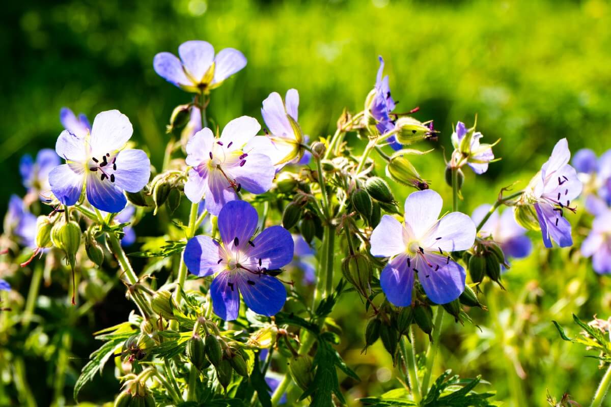 sticky geranium variety white and blue-purple petals