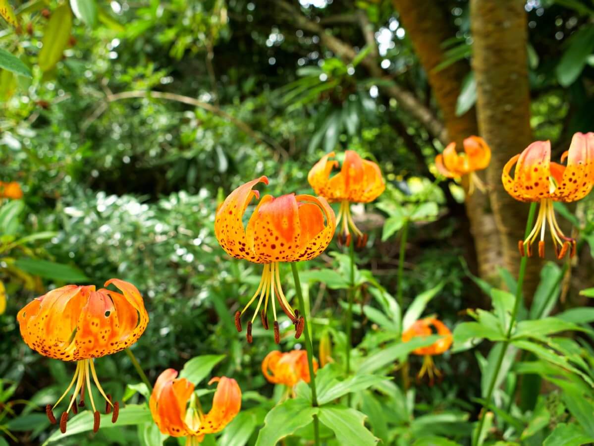 Turk's Cap Lily with petals curling upwards toward the center