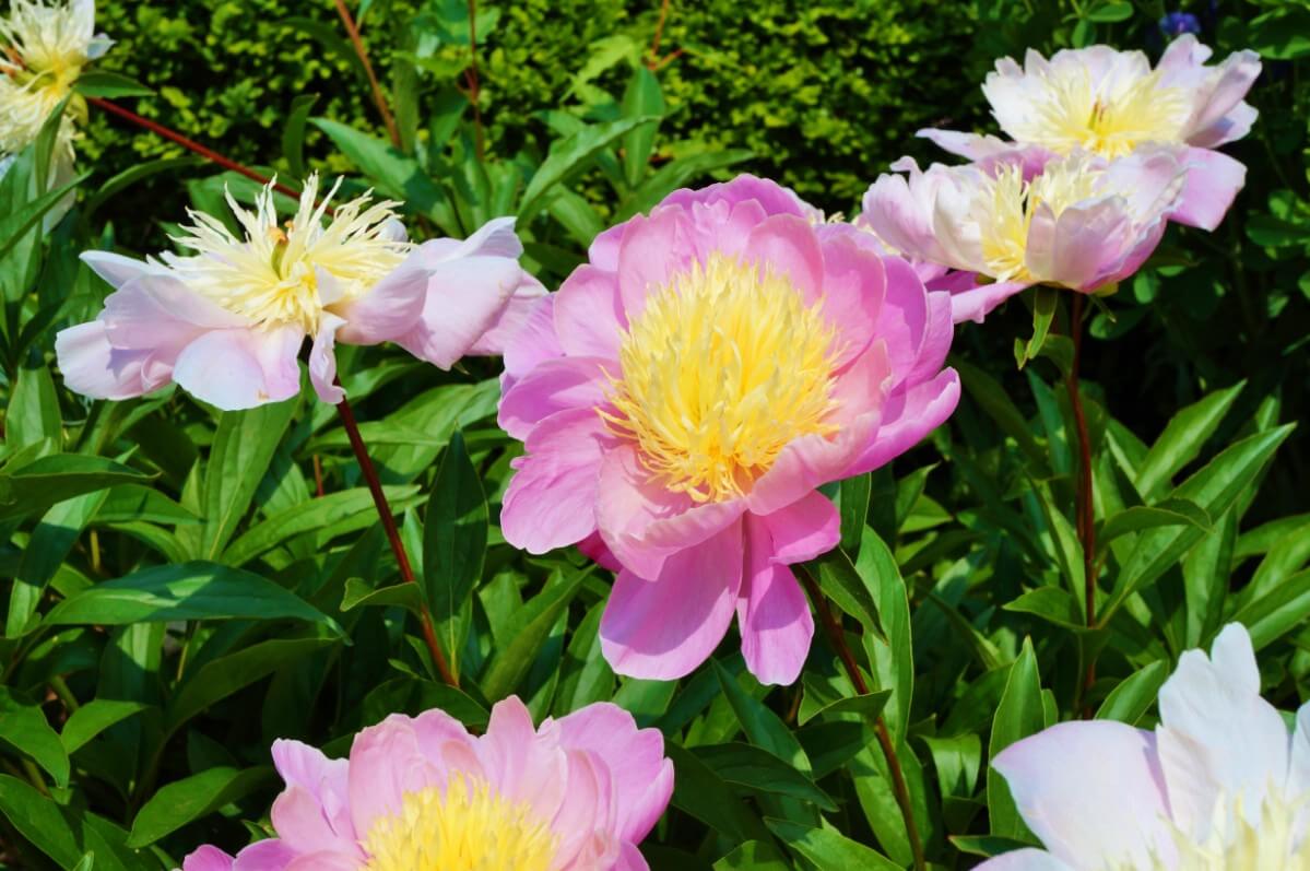 raspberry sundae peony flower pink and cream colors