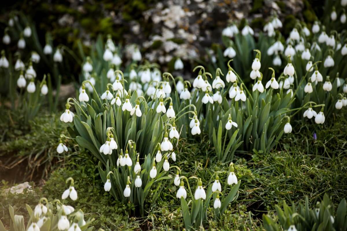 clusters of white snowdrop flowers