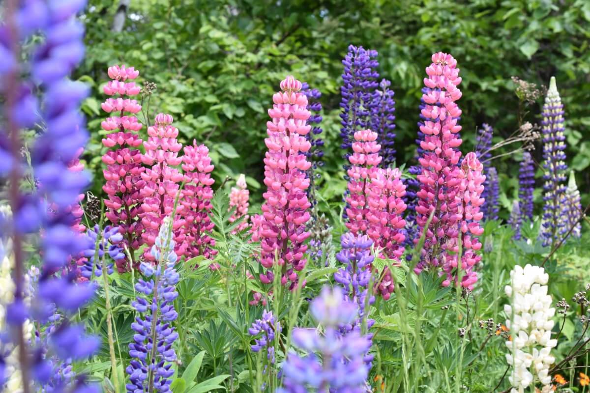 pink and purple speedwell looks similar to lupine