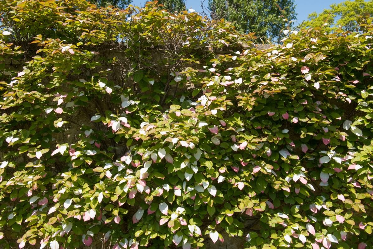 climbing variegated kiwi vine