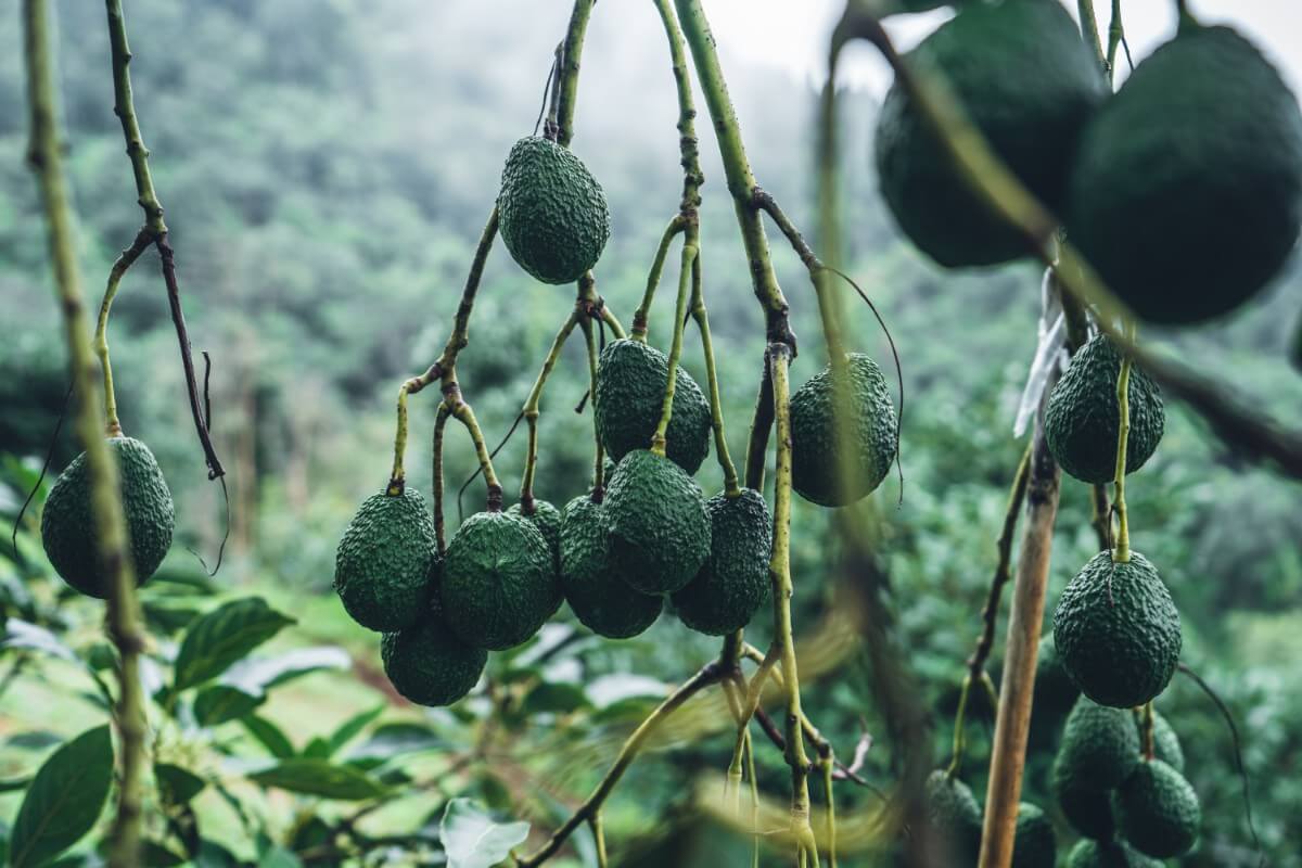 Avocados hanging down from branch on avocado tree