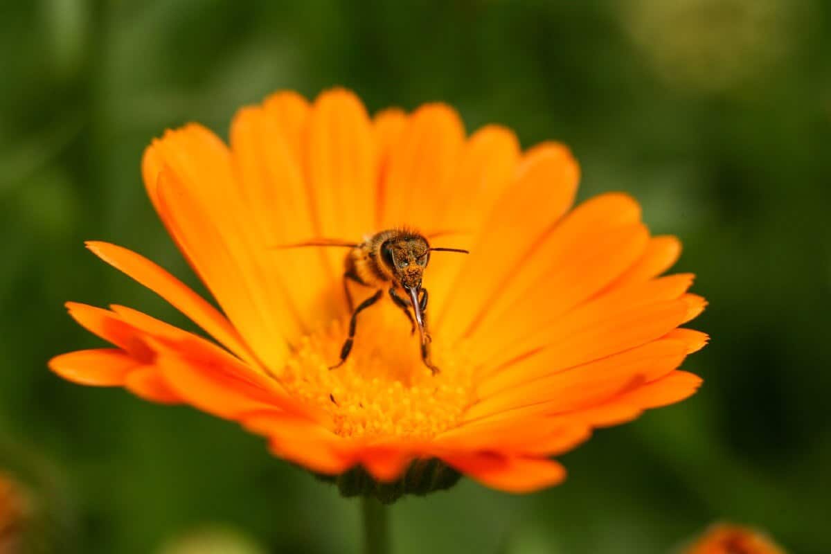 honey bee on calendula flower