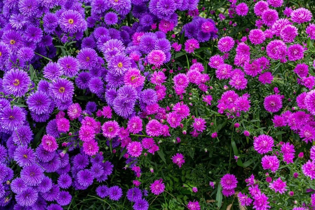 pink and purple blooming aster flowers