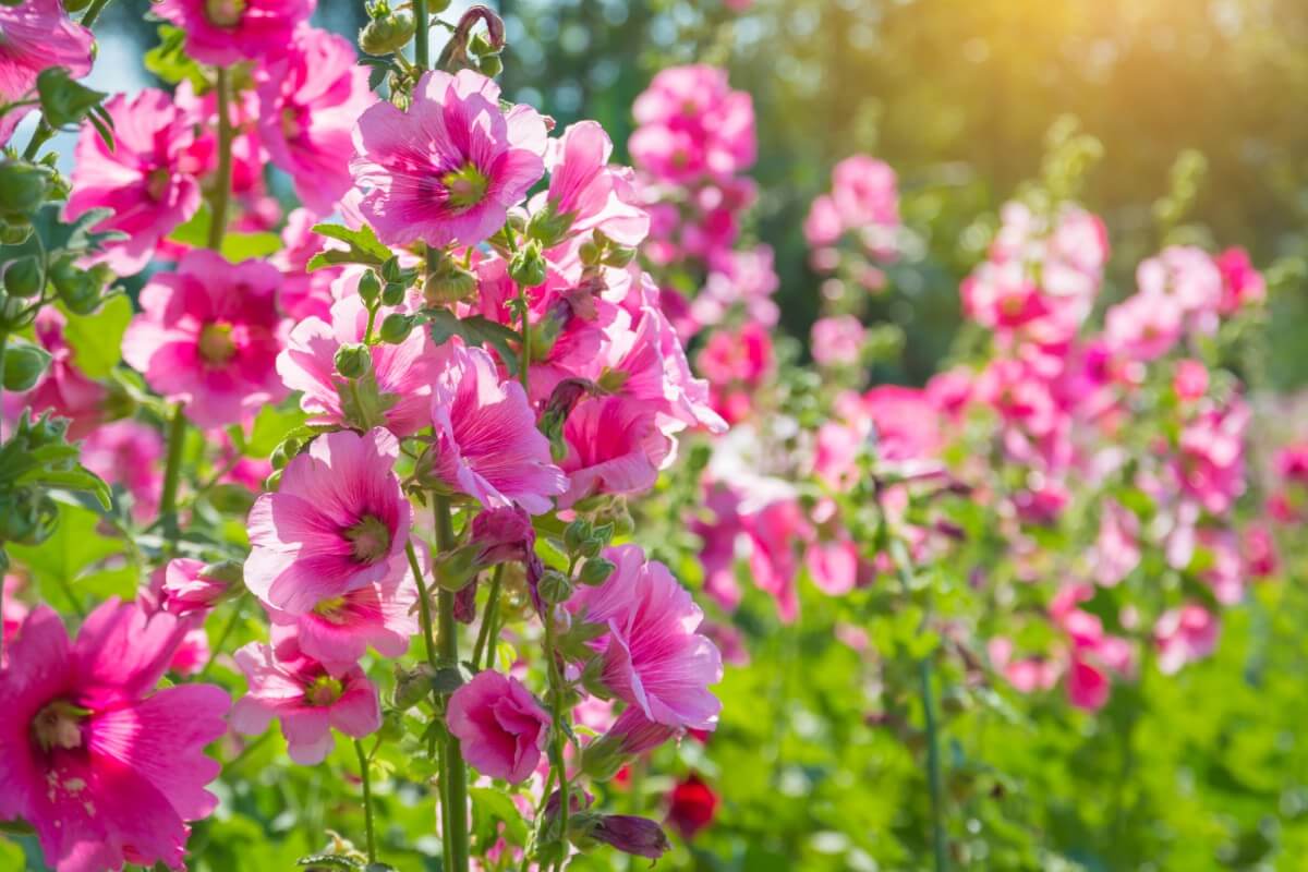 pink hollyhocks planted in full sun