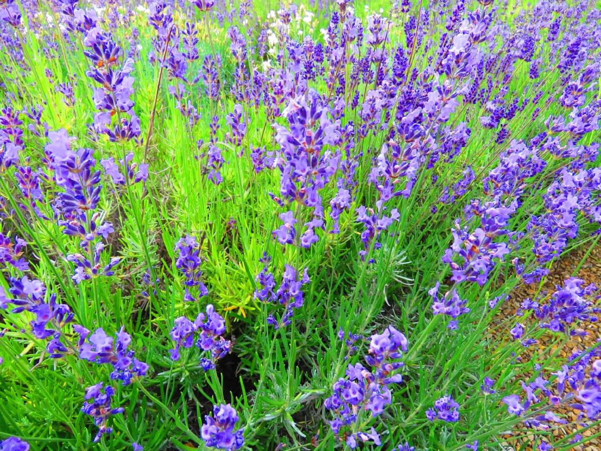 classic purple lavender in bloom in large cluster