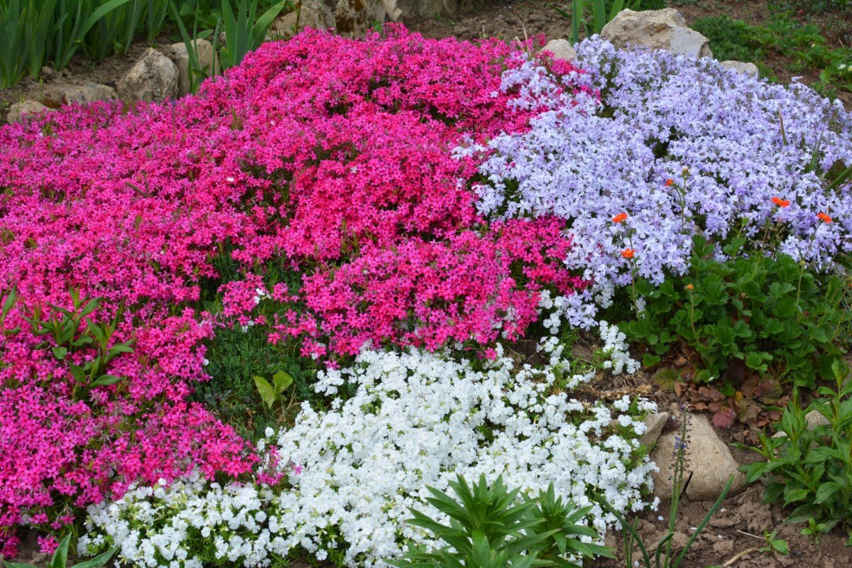 ground-covering phlox in bloom in colors of white, purple, and pink