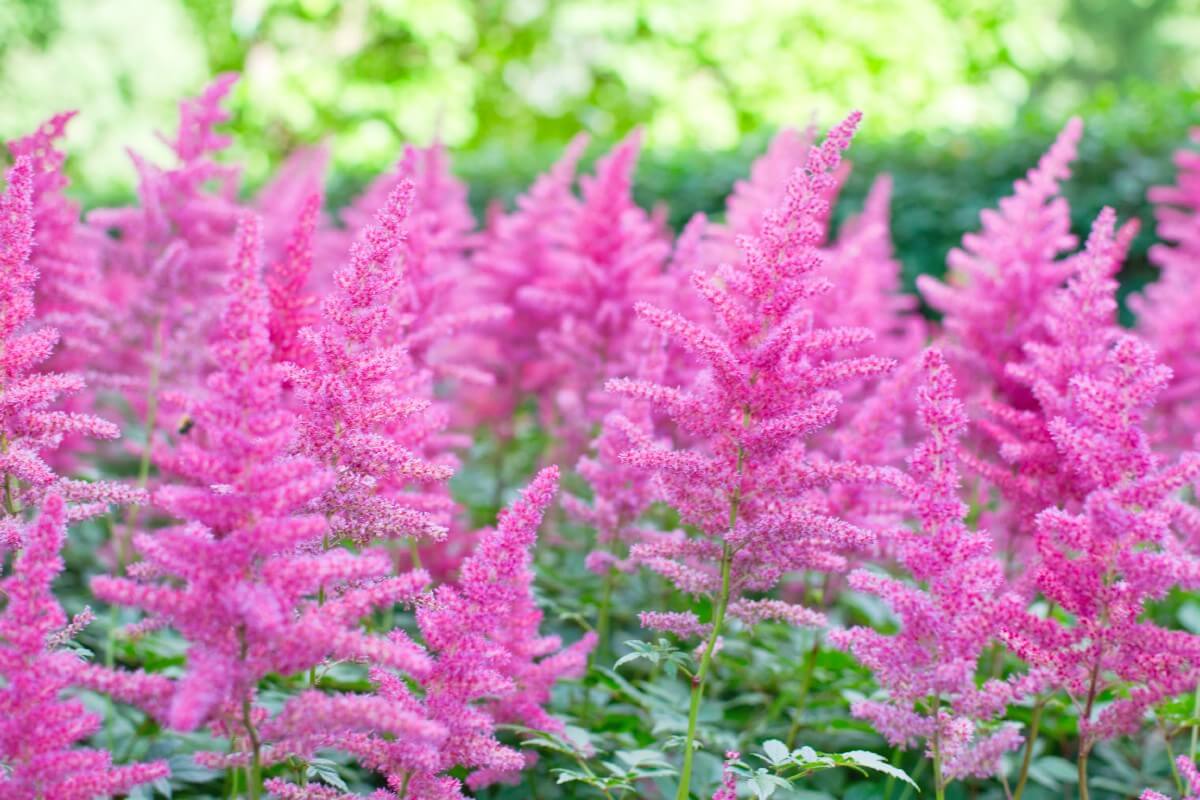 mature pink astilbe flowers
