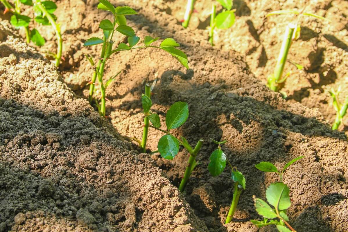 rose cuttings rooting in loose prepared soil