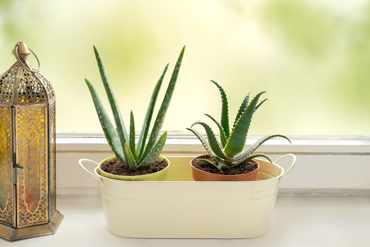 Aloe