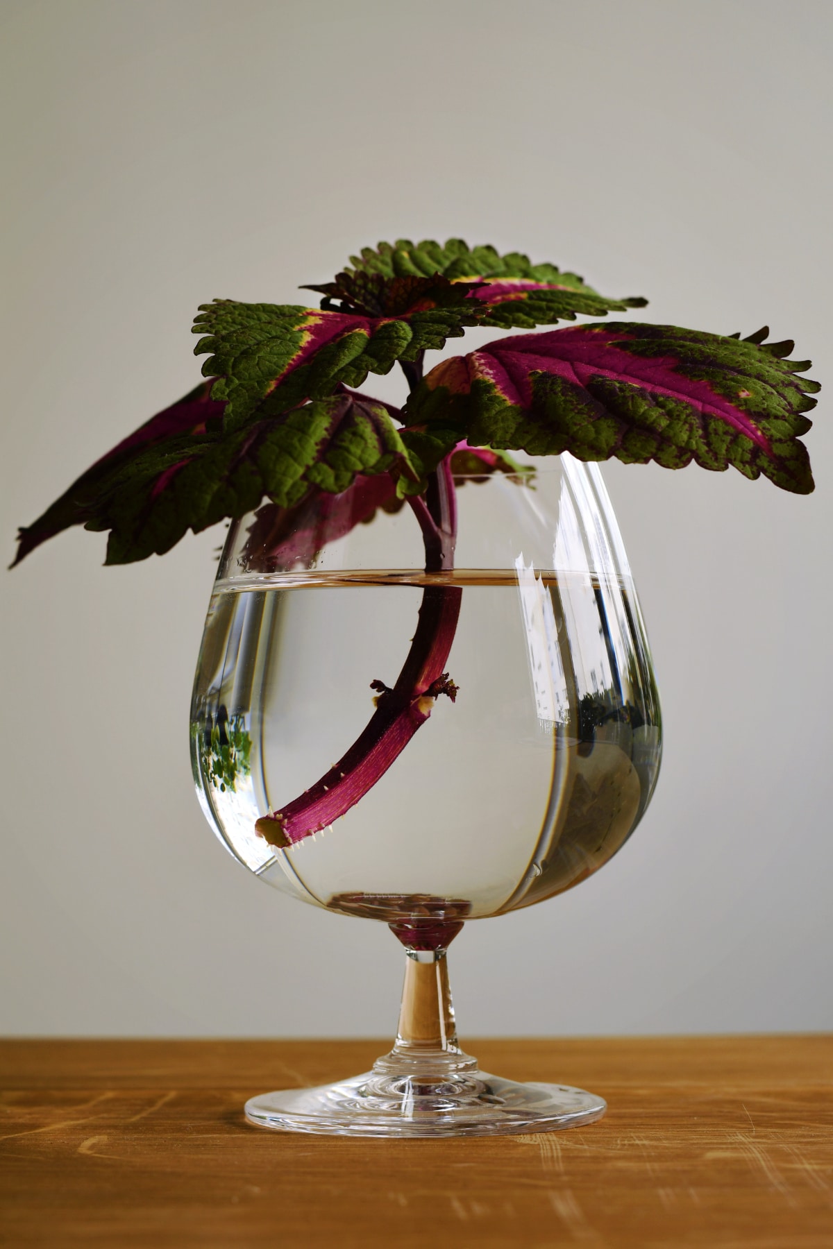 Coleus