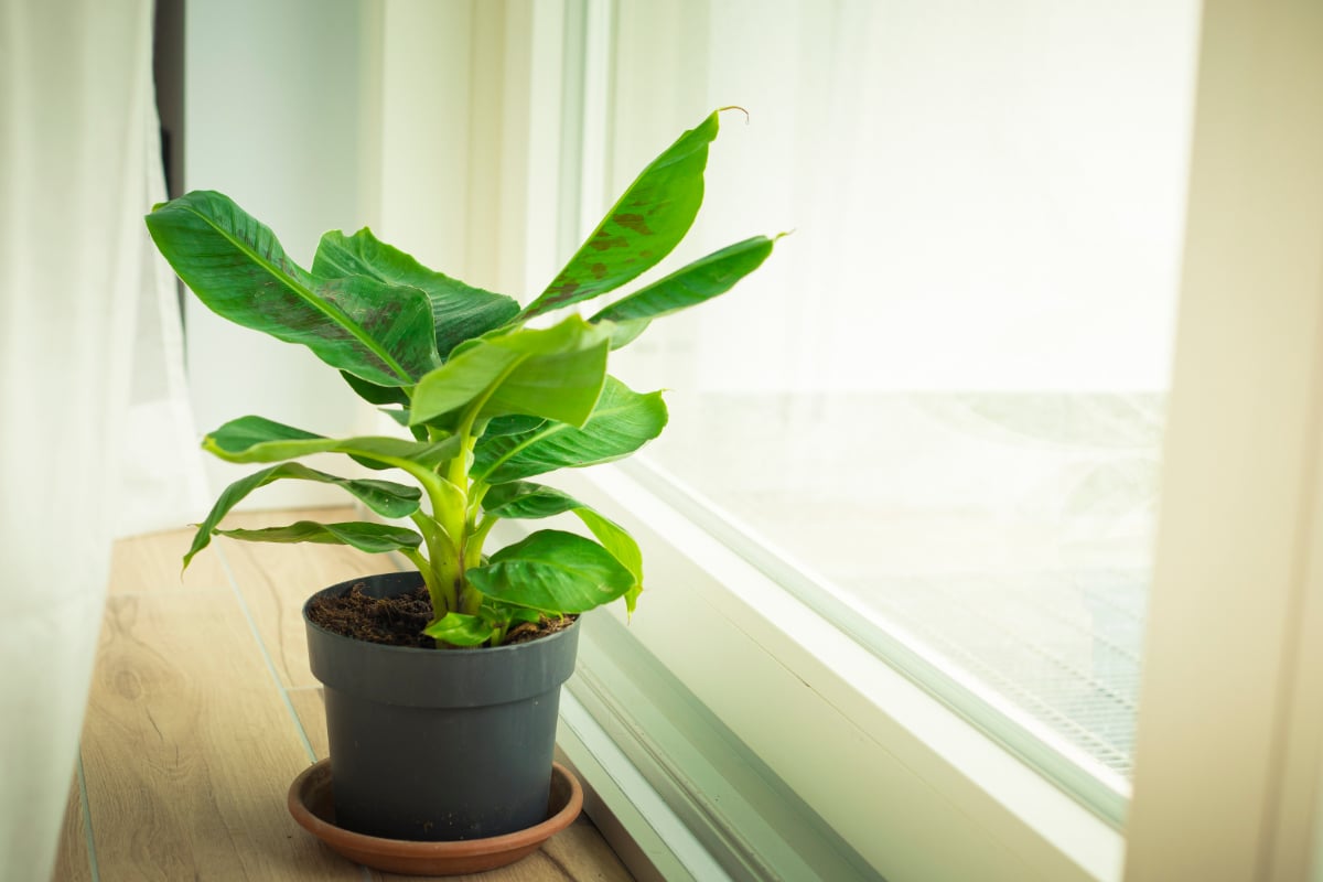 Dwarf Banana