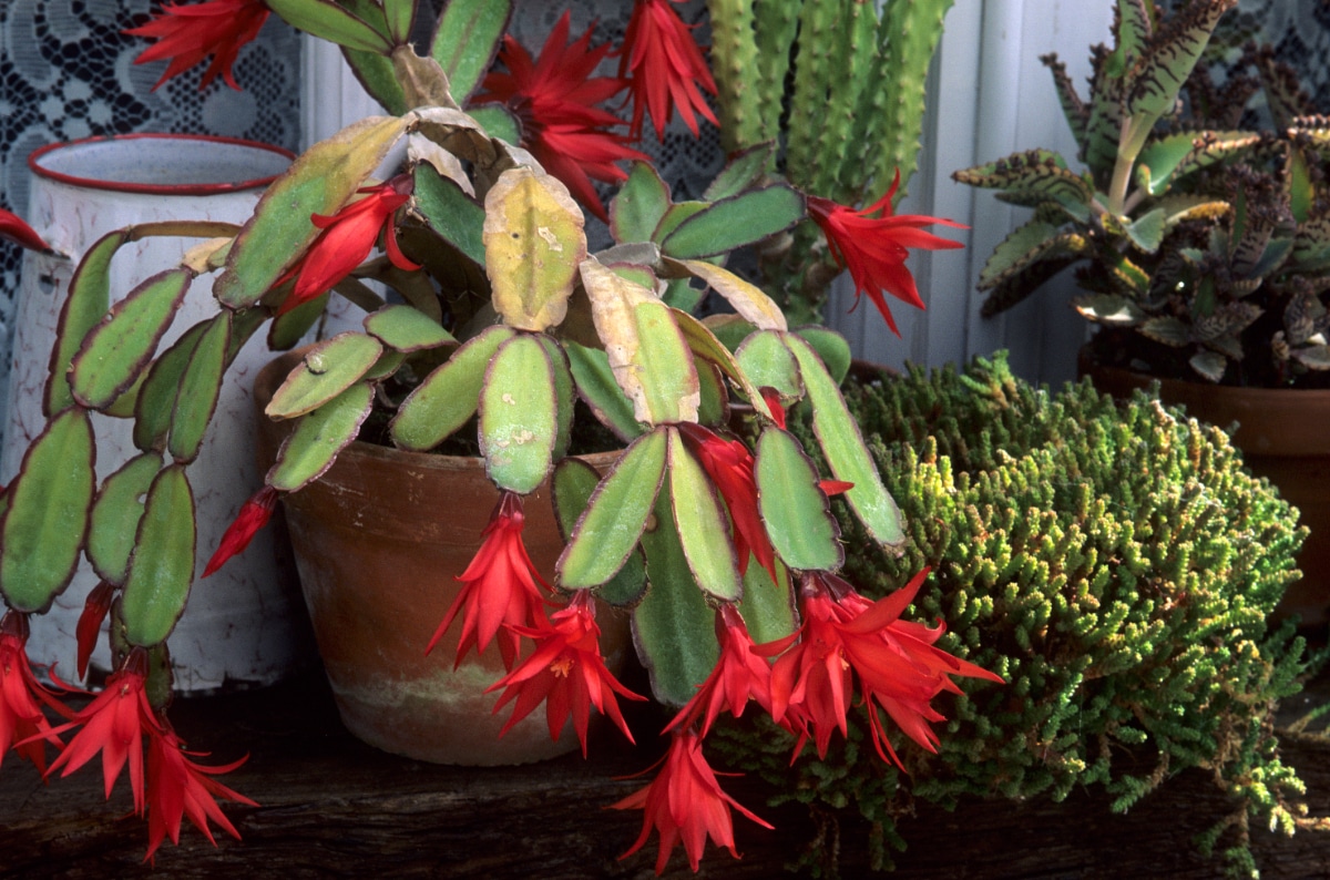 Easter Cactus