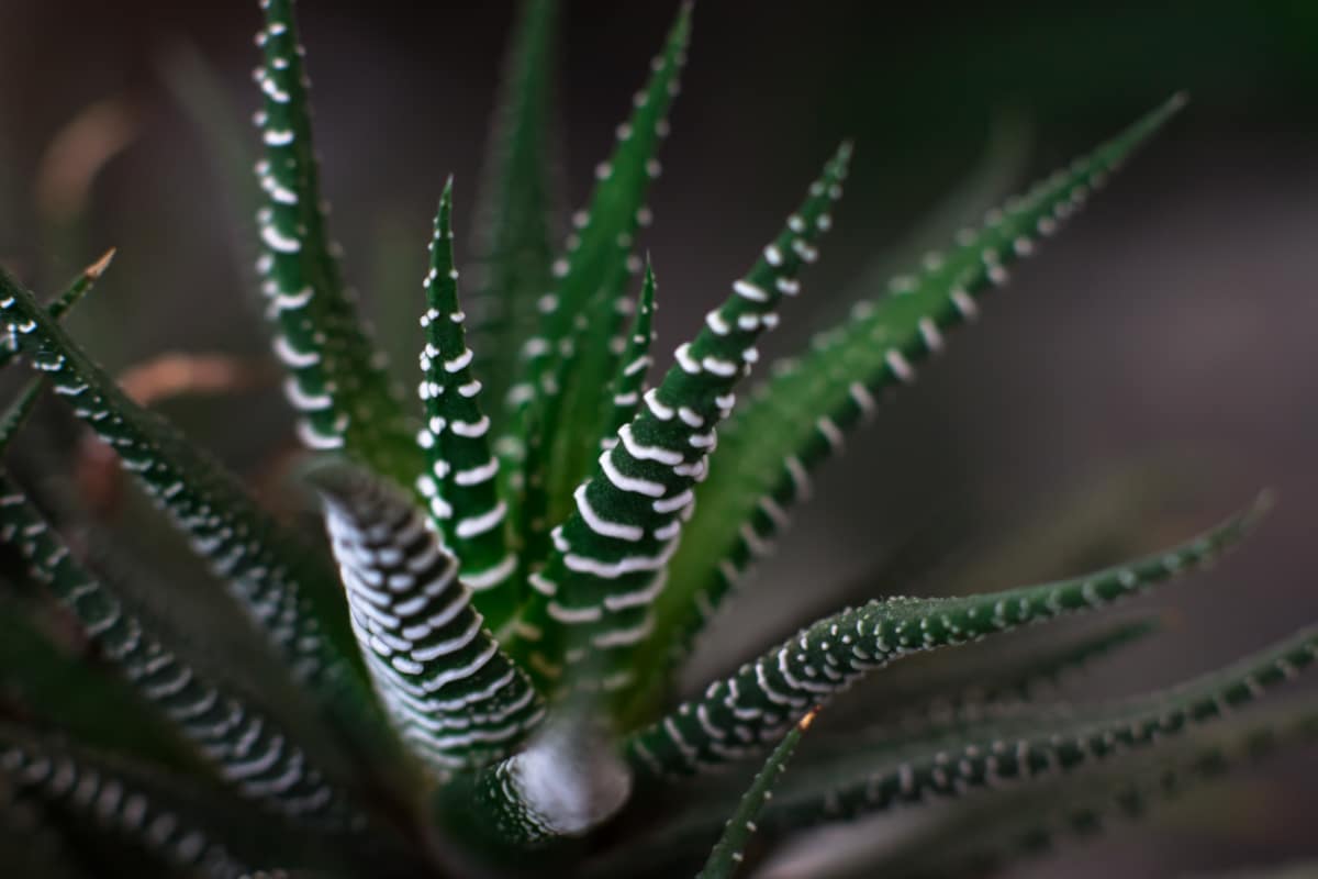 Haworthia