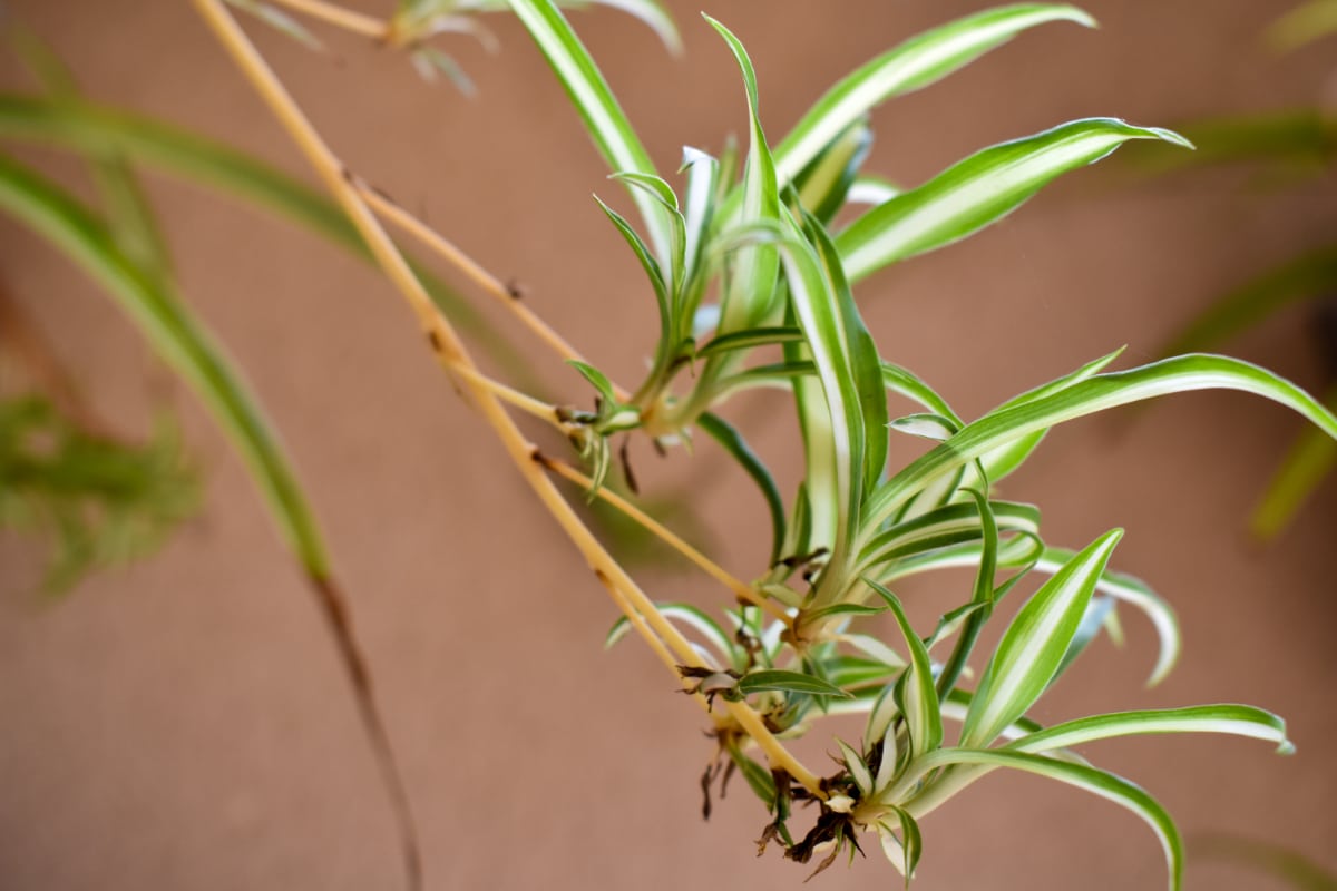 House Plant Plantlets