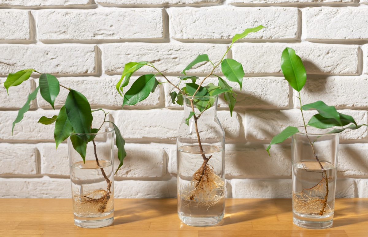 House Plant Stem Cuttings