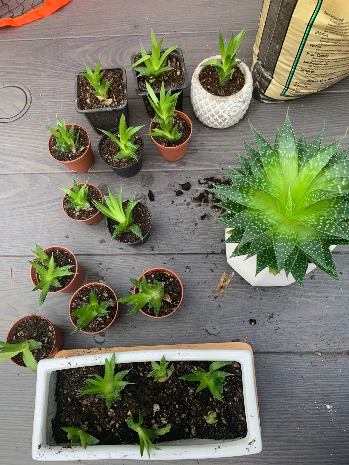 Houseplant Pups