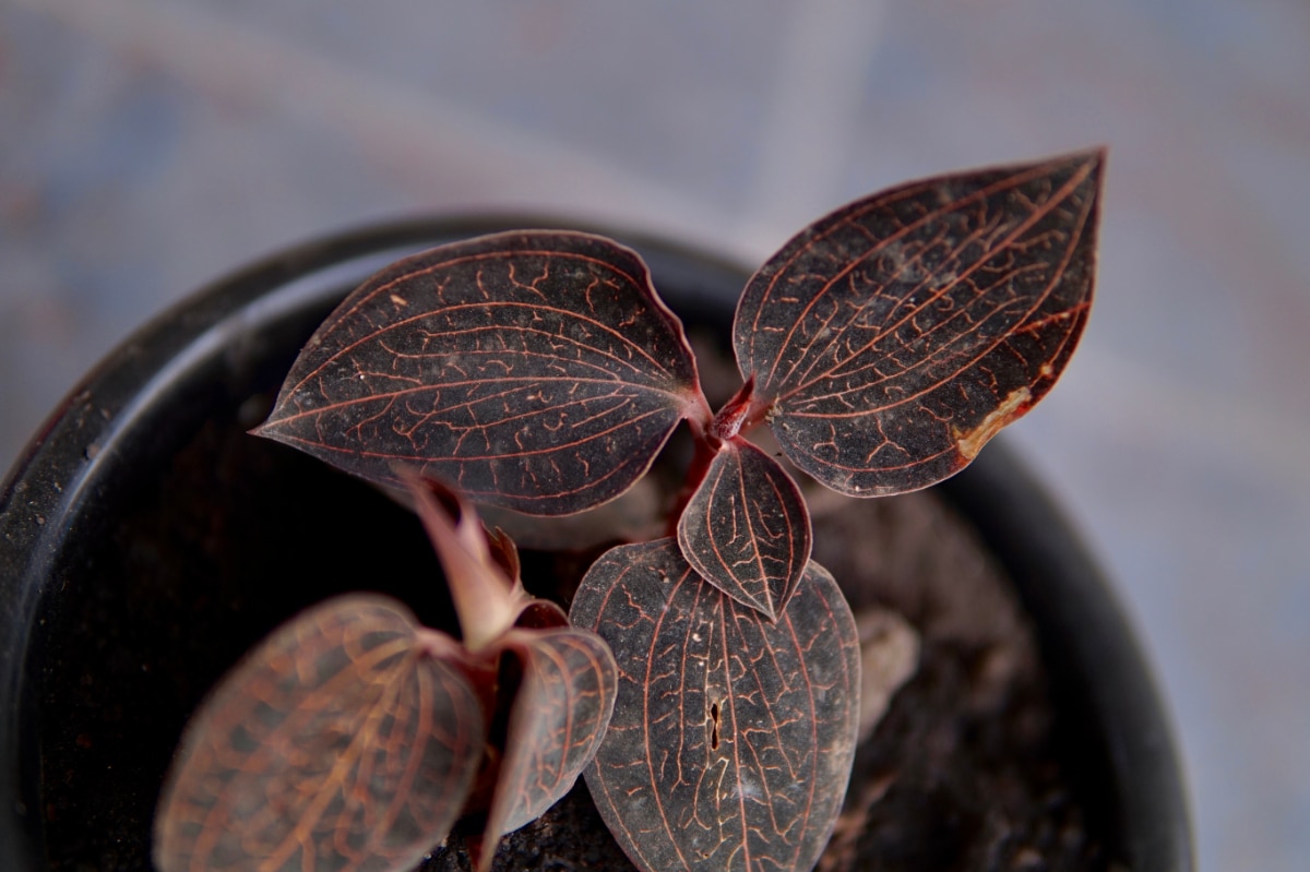 Jewel Orchid