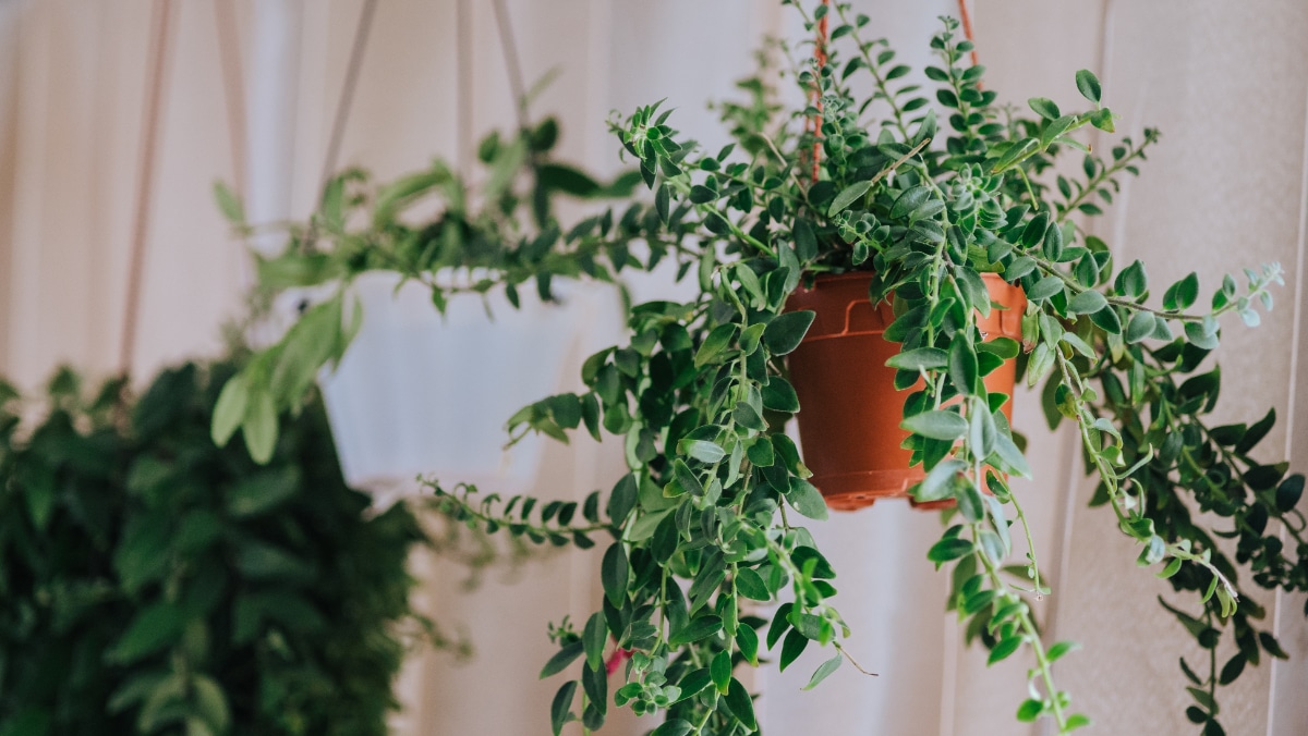 Lipstick Plant