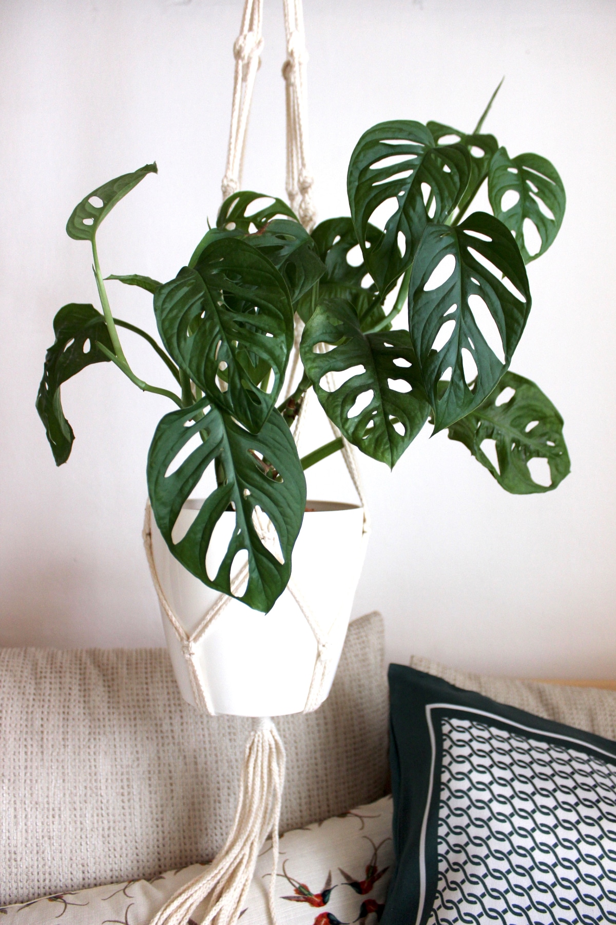 Monstera Adansonii