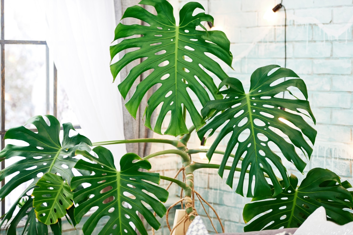 Monstera Deliciosa