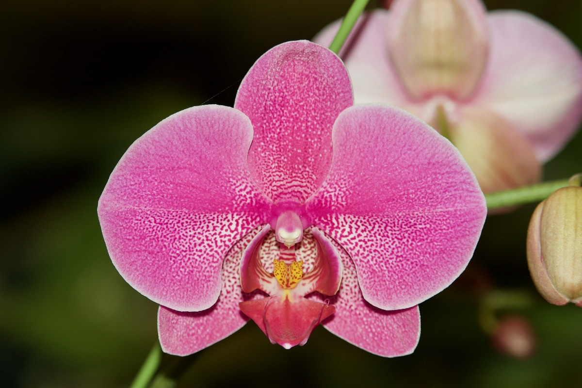 Moth Orchid