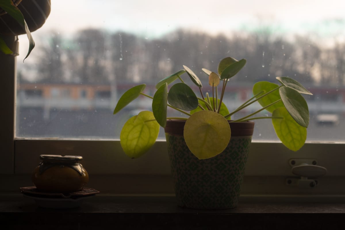 Pilea Peperomiodes