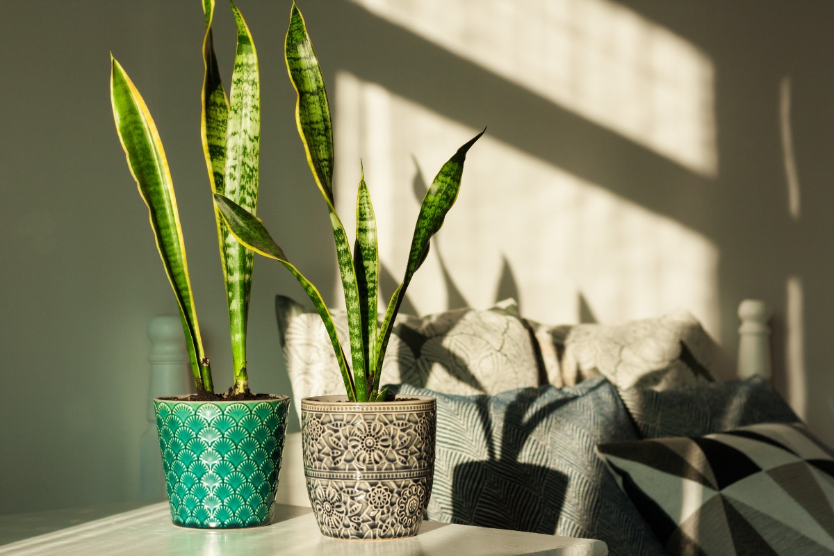 Snake Plant