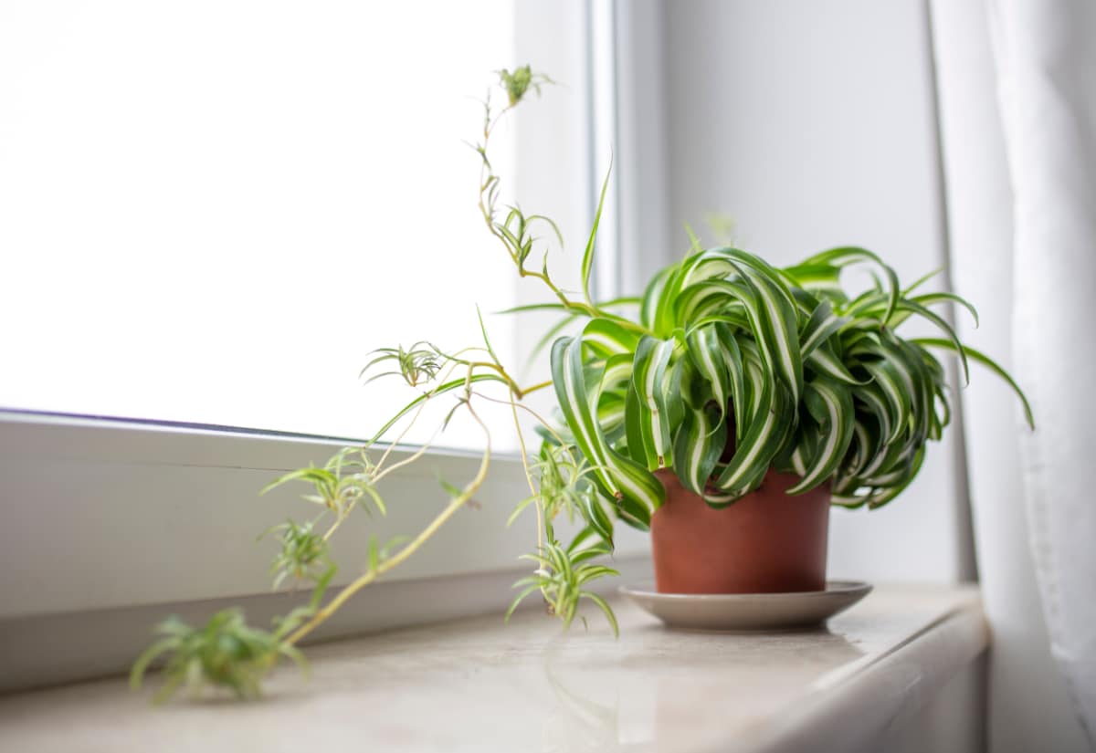 Spider Plant