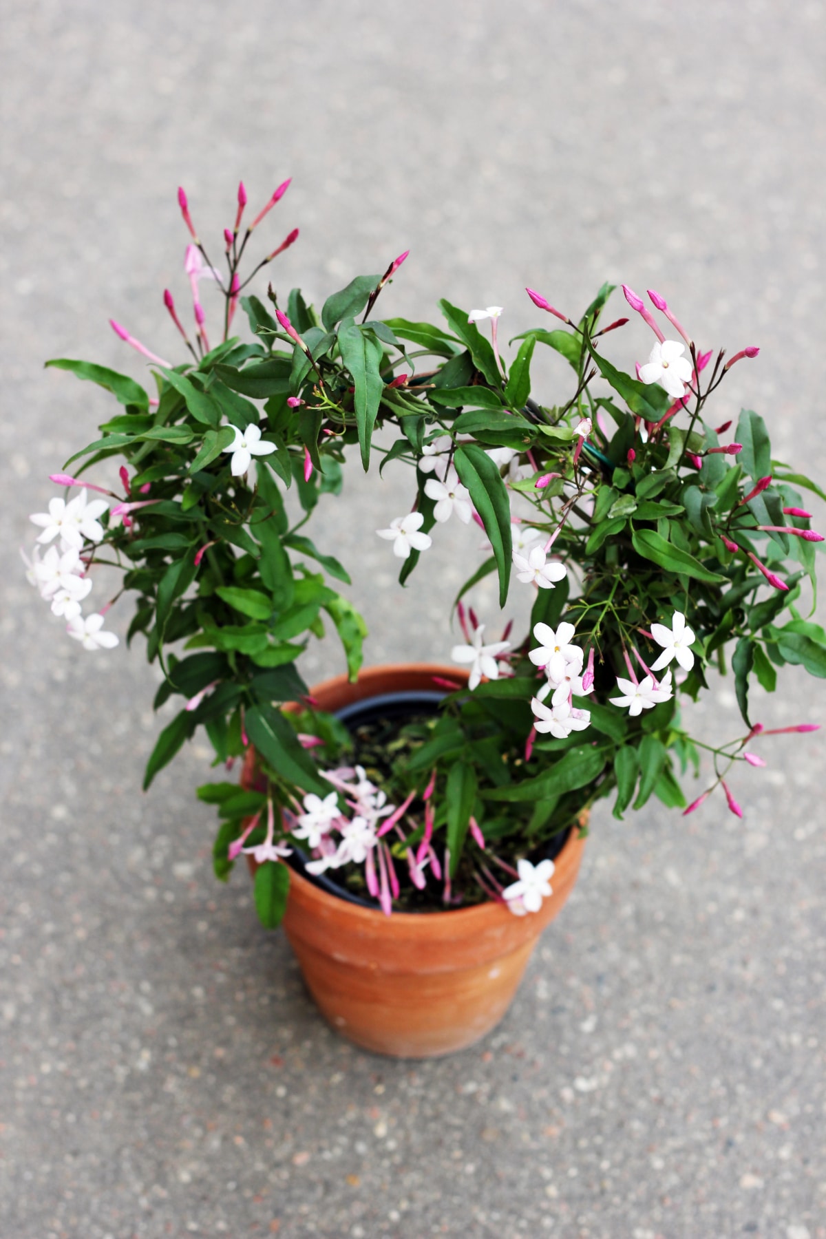 Star Jasmine