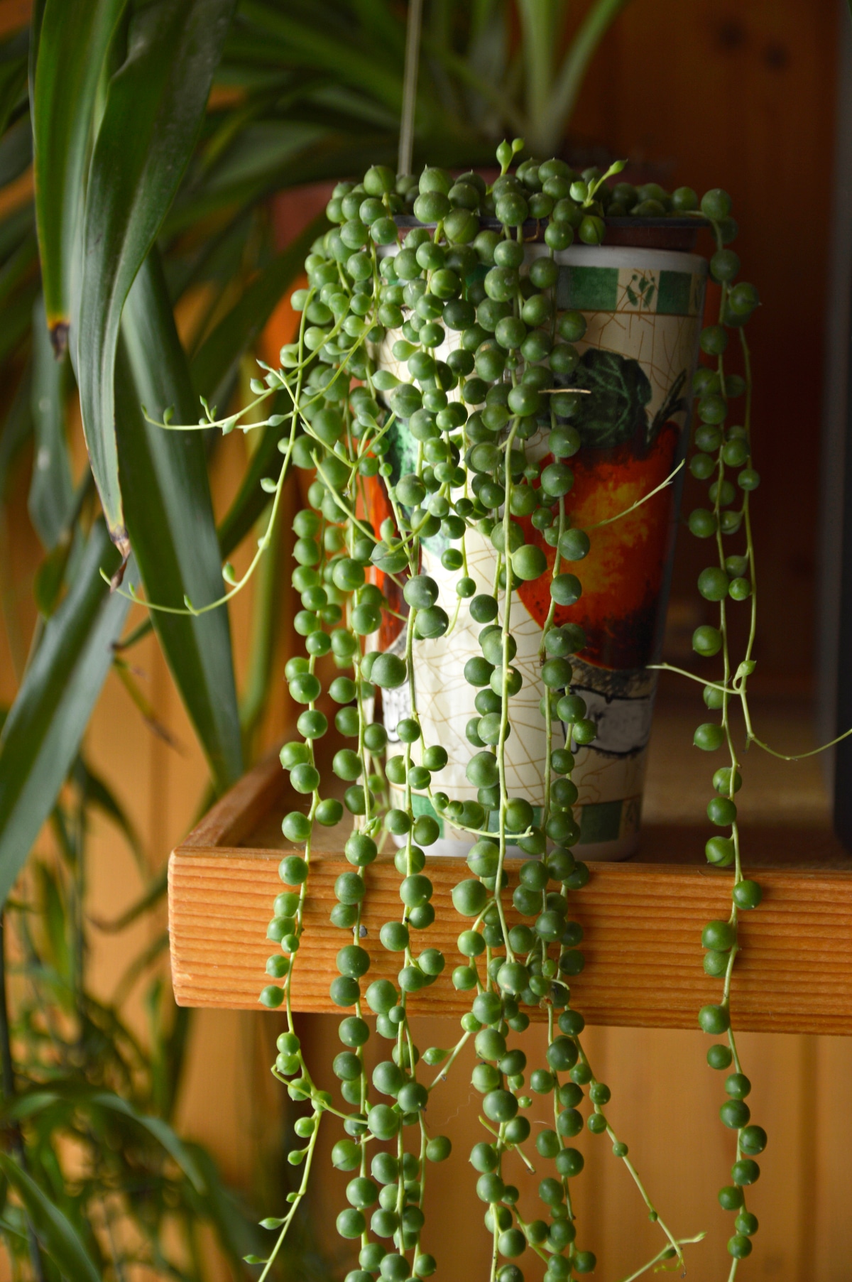 String of Pearls