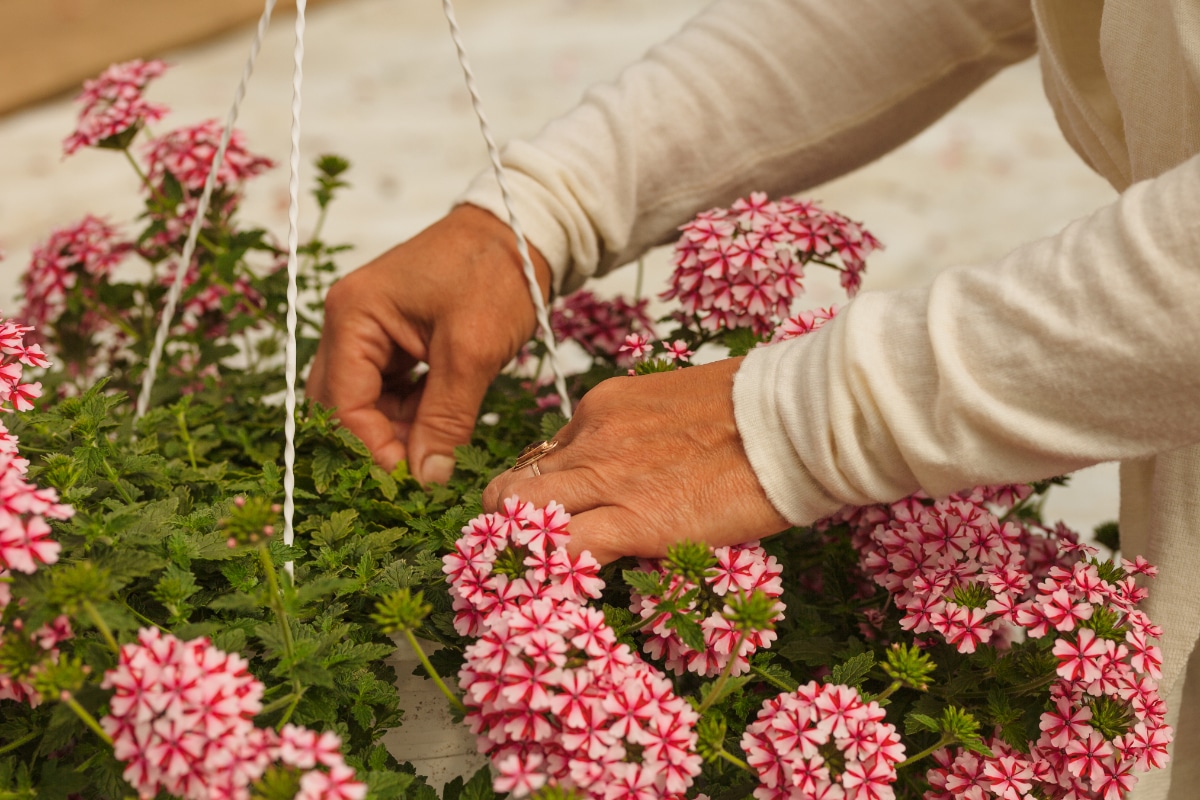 Verbena