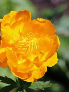 closeup bloom of orange princess globeflower