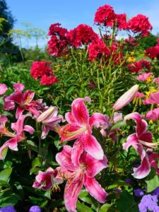 hollyhocks planted in mixed garden bed with pink lilies
