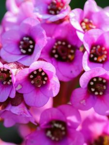 bell-like bergenia flowers, pink with darker pink centers and dotted stamens