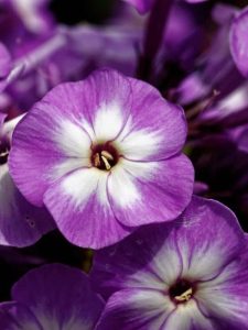 cropped-8-phlox-little-boy.jpg