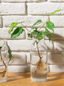 House Plant Stem Cuttings
