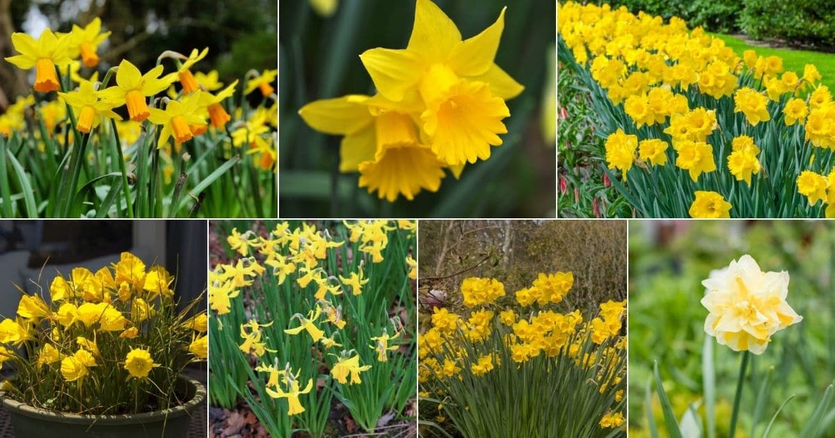 Colalge of beautiful blooming daffodils.