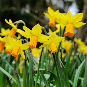 Beautiful blooming yellow daffodils close-up.