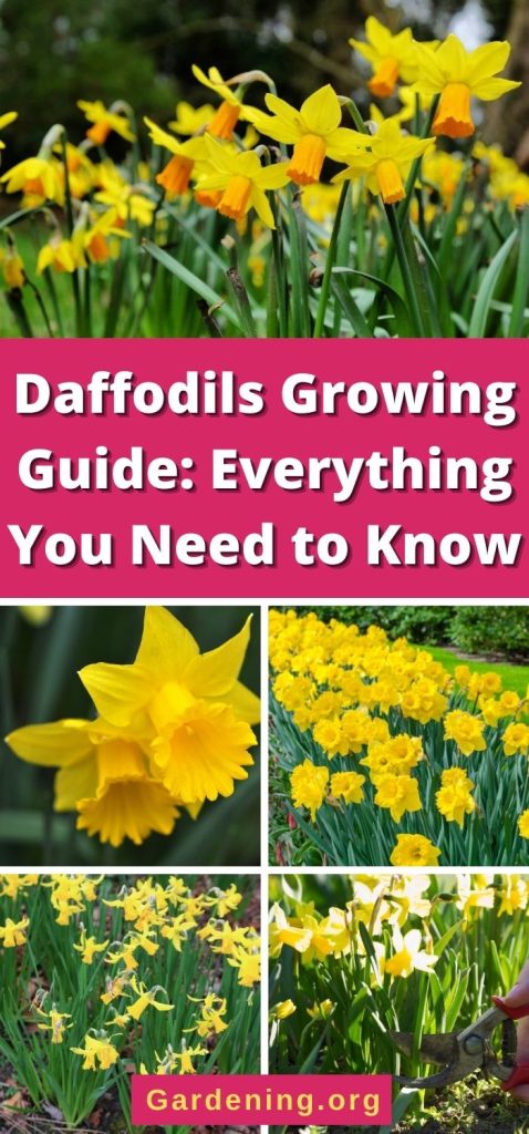 Daffodils Growing Guide: Everything You Need to Know pinterest image.