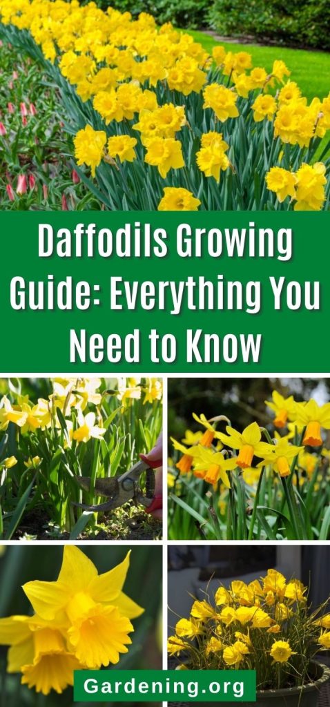 Daffodils Growing Guide: Everything You Need to Know pinterest image.