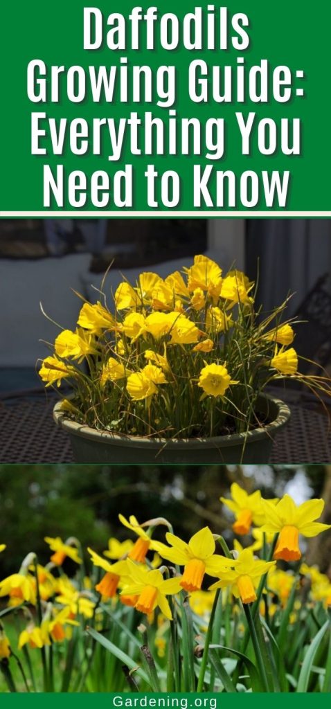 Daffodils Growing Guide: Everything You Need to Know pinterest image.