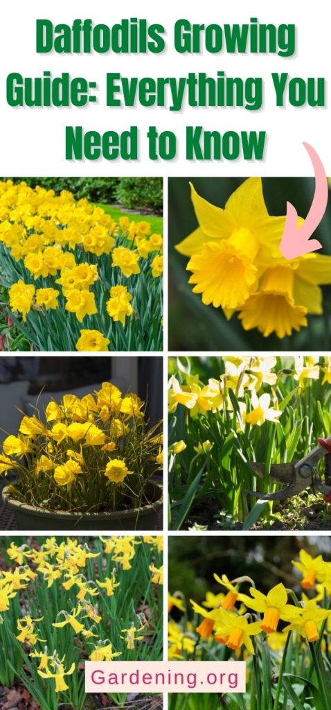 Daffodils Growing Guide: Everything You Need to Know pinterest image.