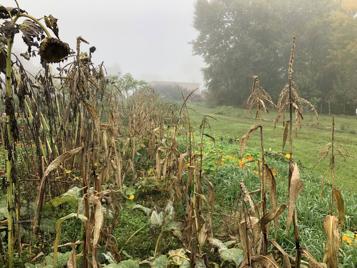 dead and drying corn stalks in a garden