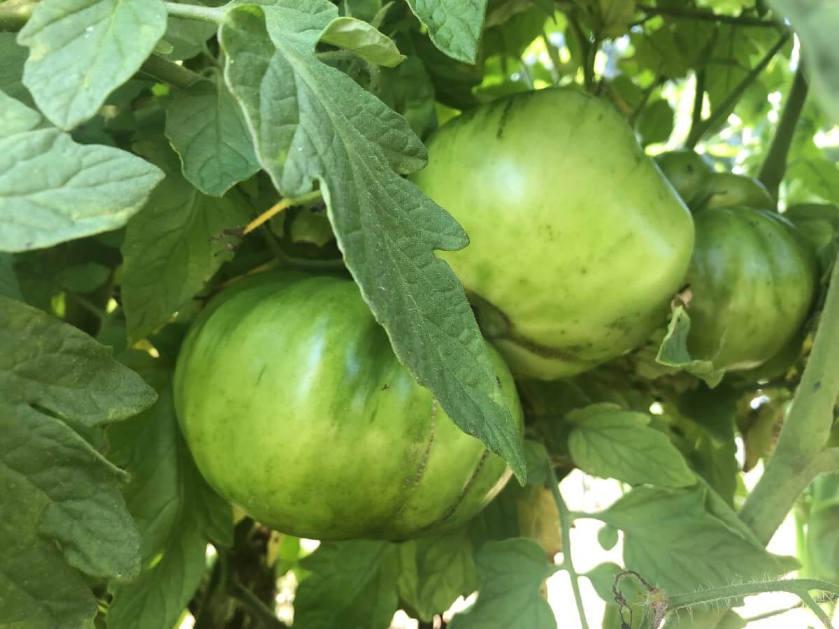 green tomatoes on tomato vine