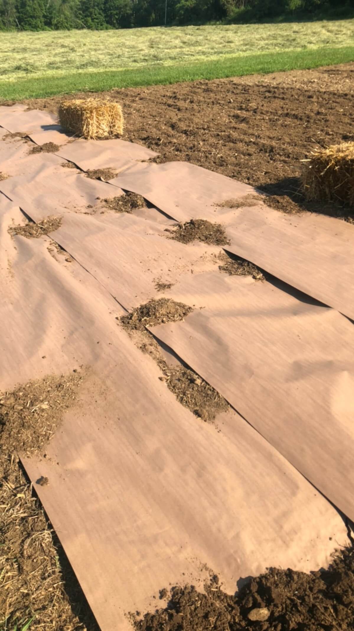 paper laid down over new garden bed with straw bales for mulching