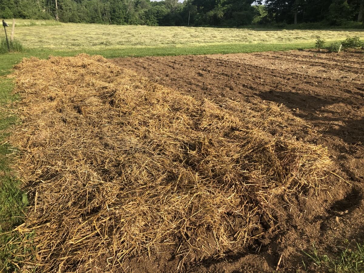 layer of mulch over garlic patch