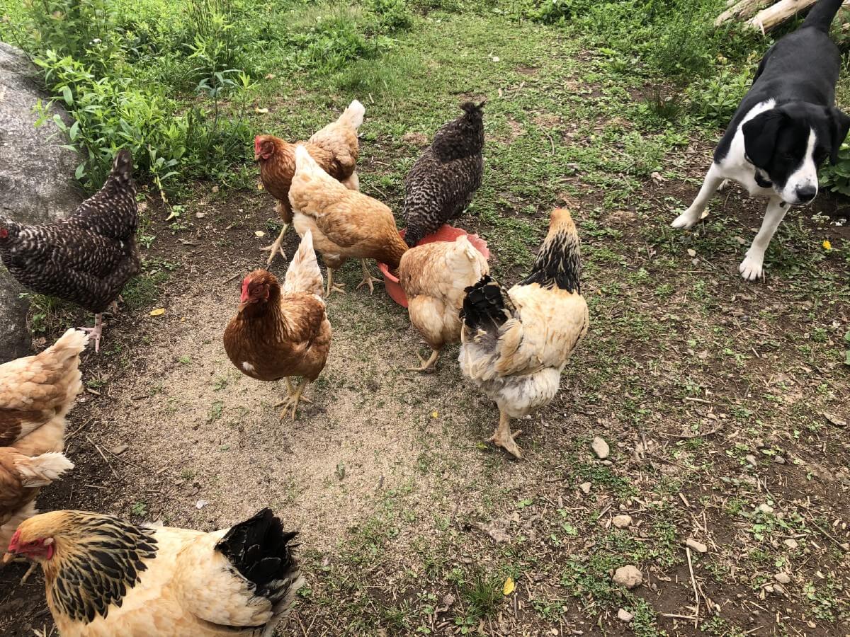 chickens visiting garden patch